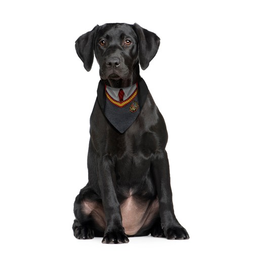 Bandana per cani wizard - bandana,