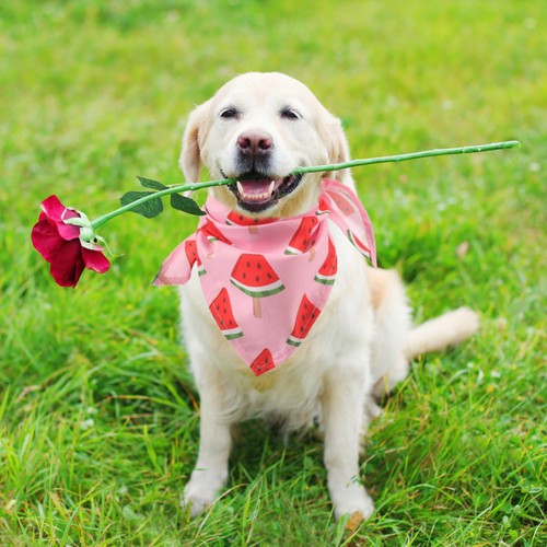 Bandana stampata per cani