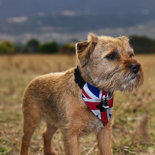Bandana per cani design union - per,