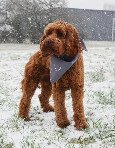 Bandana grigia festiva smart - bandana,